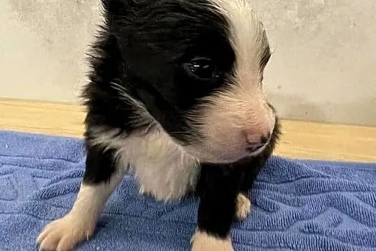 Szczeniak Border Collie czekoladowy - suczka, czarny - pies, Podlaskie, Drohiczyn
