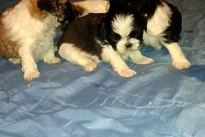 Shih tzu dwóch chłopców i dwie dzieczynki, Kujawsko-pomorskie, Unisław