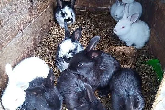 młode króliki do dalszej hodowli, Podlaskie, Grabówka