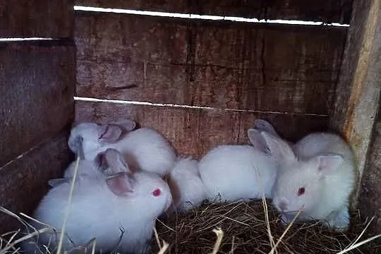 młode króliki do dalszej hodowli, Podlaskie, Grabówka