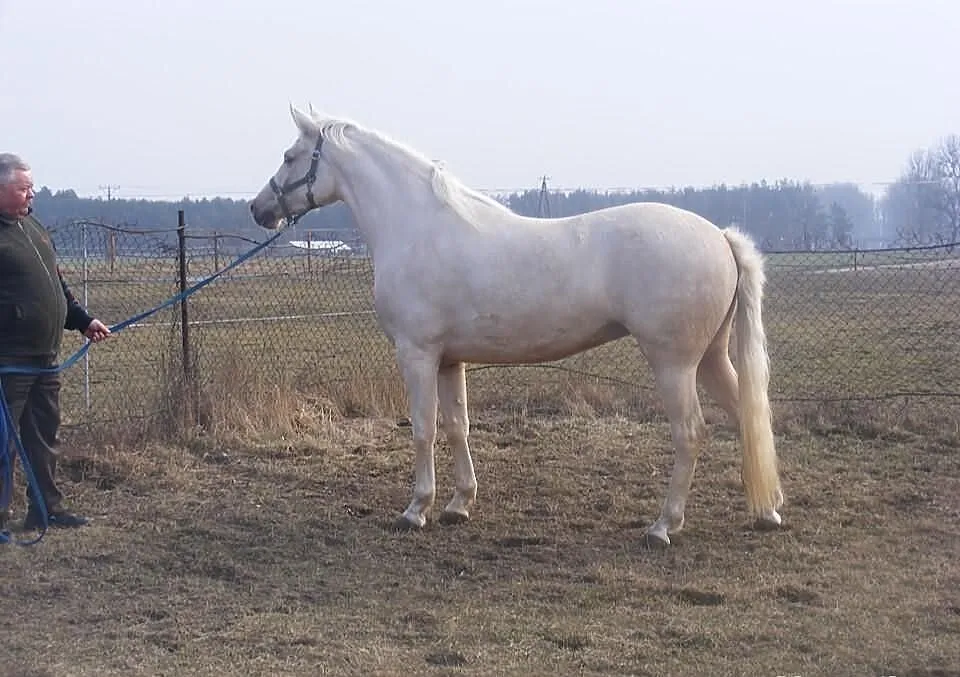 3-letnia IZABEL