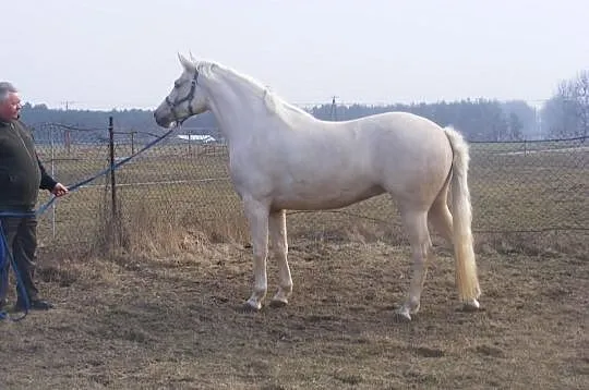 3-letnia IZABEL