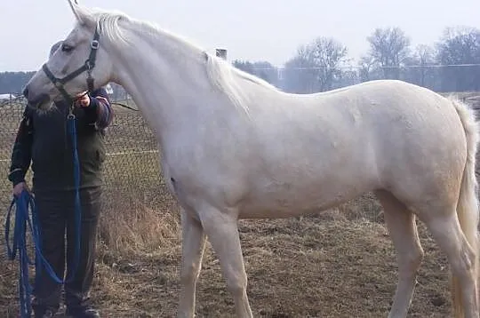 3-letnia IZABEL