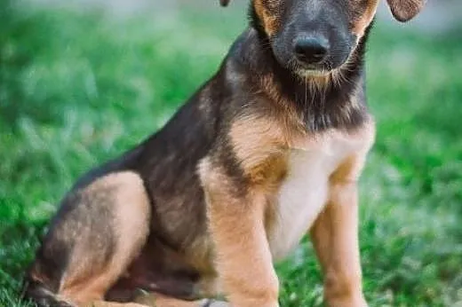 Oberek - 3 mies. chłopak do pilnej adopcji!,  mało
