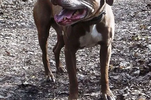 Fiodor Pit Bull Terrier red nose  ,  mazowieckie W