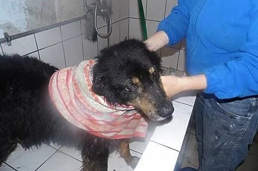 Diuna piękna starsza spokojna dama szuka domku,  łódzkie Łódź