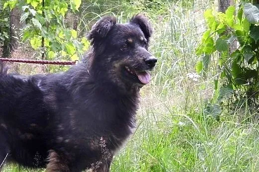 Diuna piękna starsza spokojna dama szuka domku,  ł