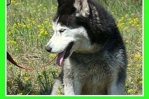 Husky mix,przyjazny indywidualista, pies GAZMO.Adopcja,  śląskie Katowice