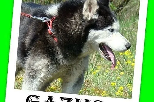 Husky mix,przyjazny indywidualista, pies GAZMO.Ado
