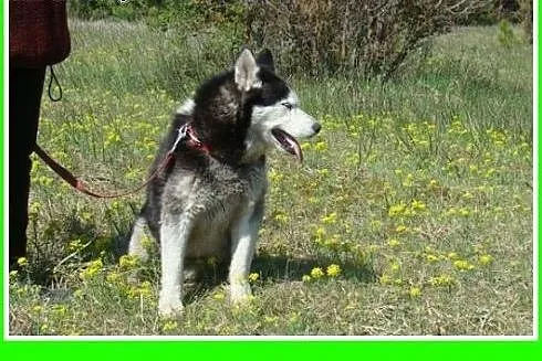 Husky mix,przyjazny indywidualista, pies GAZMO.Ado