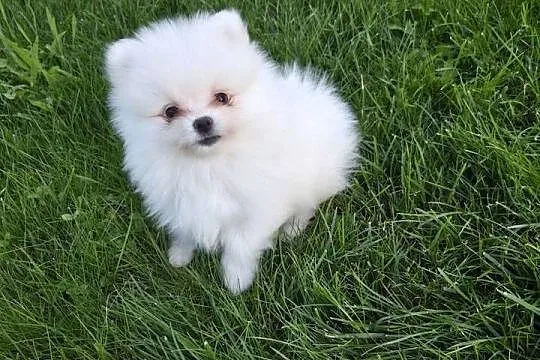 Szpic miniaturowy pomeranian zwkp fci szczeniaki
