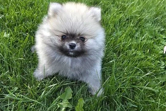 Szpic miniaturowy pomeranian zwkp fci szczeniaki, Mazowieckie, Wyszków