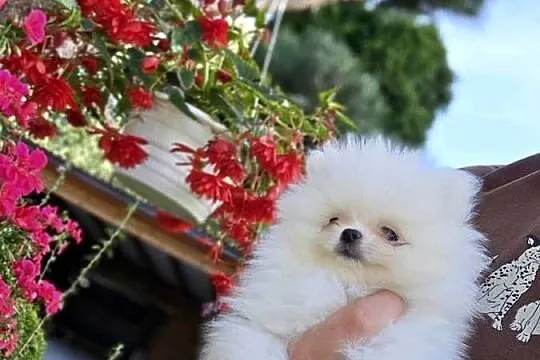 Szpic miniaturowy pomeranian zwkp fci szczeniaki, Mazowieckie, Wyszków