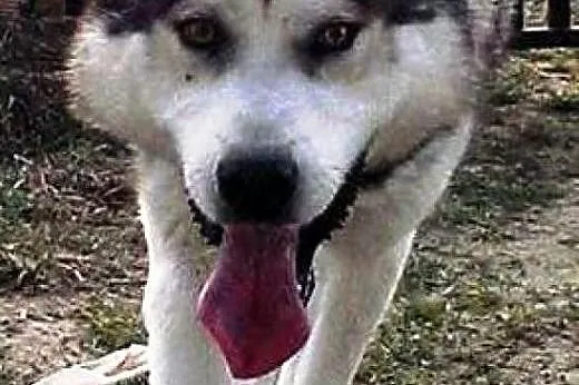 HOPE  adoptuj i przywróć nadzieję,  wielkopolskie 