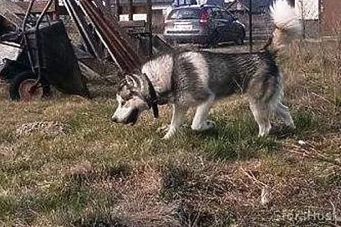 HOPE  adoptuj i przywróć nadzieję,  wielkopolskie 