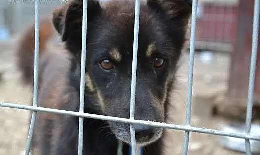 Irysek czeka na swój szczęśliwy dzień. Nikt o nieg