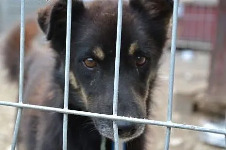Irysek czeka na swój szczęśliwy dzień. Nikt o nieg
