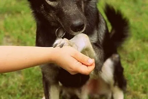 Dizo - przyjazny husky szuka kochającego i odpowiedzialnego domu,  łódzkie Łódź