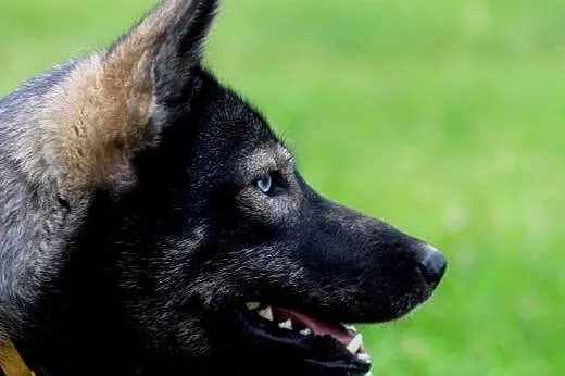 Dizo - przyjazny husky szuka kochającego i odpowie