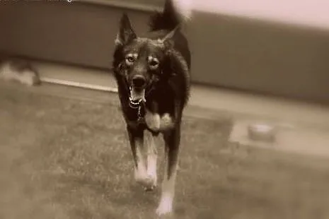 Dizo - przyjazny husky szuka kochającego i odpowie