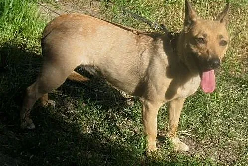 Zula młodziutka  szuka schronienia ,  mazowieckie 
