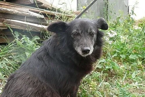 Niewielka, smutnawa sunia LILI bardzo czeka na Dom