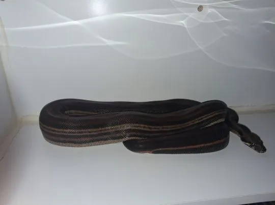 Boa BCI Samiec CA MOTLEY INCA LEOPARD 50% pos dh Albin T+ prodigy/nicaragua