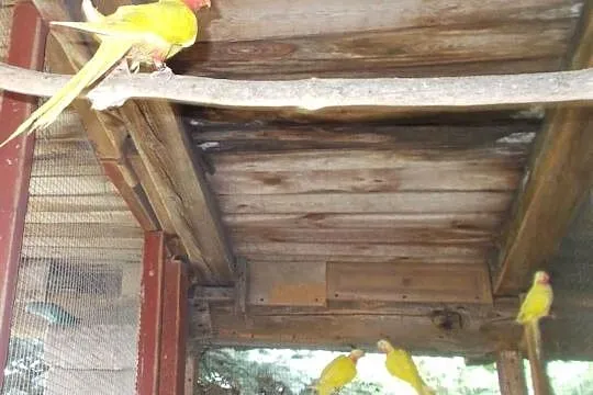 księżniczki walii lutino, Wielkopolskie, Kościan