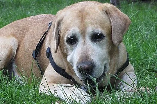 Tofik idealny labrador do adopcji