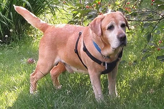 Tofik idealny labrador do adopcji