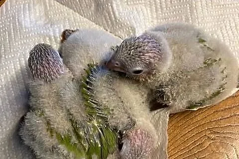Rudosterki pinaple zielone czerwone pary lęgowe ręcznie karmione, Małopolskie, Szaflary