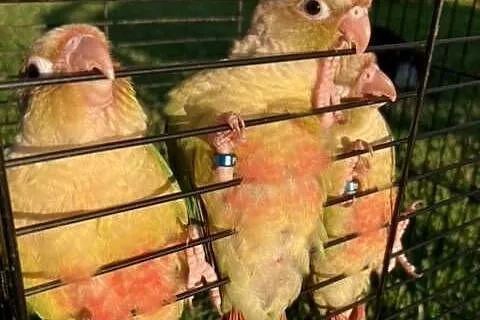 Rudosterki pinaple zielone czerwone pary lęgowe ręcznie karmione, Małopolskie, Szaflary