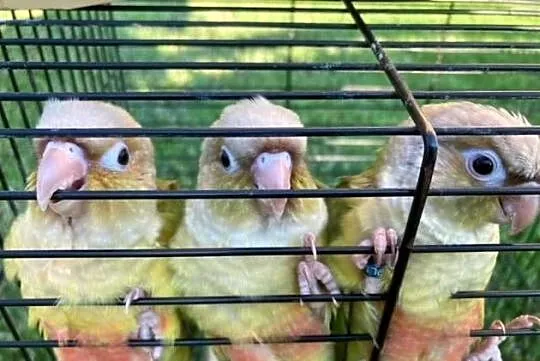 Rudosterki pinaple zielone czerwone pary lęgowe ręcznie karmione, Małopolskie, Szaflary