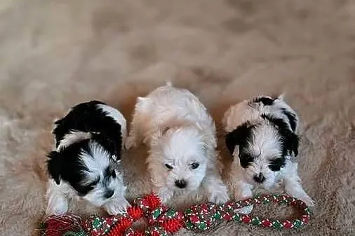 Morkie — York & Maltańczyk — Suczki i Pieski