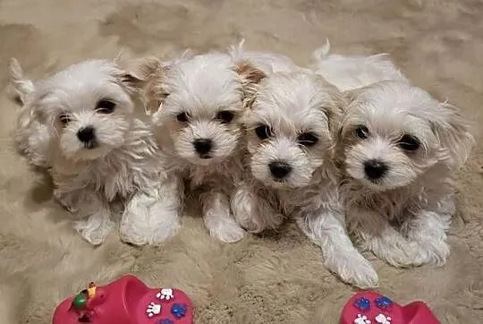 Morkie — York & Maltańczyk — Suczki i Pieski, Śląskie, Siewierz