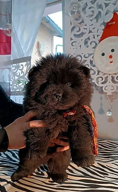 Suczka chow chow, Opolskie, Kluczbork
