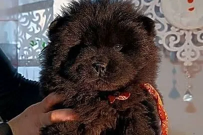 Suczka chow chow, Opolskie, Kluczbork