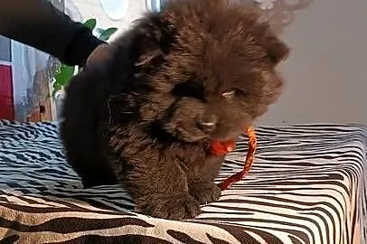 Suczka chow chow, Opolskie, Kluczbork