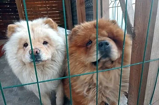 Suczka chow chow, Opolskie, Kluczbork