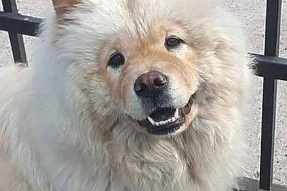 Suczka chow chow, Opolskie, Kluczbork