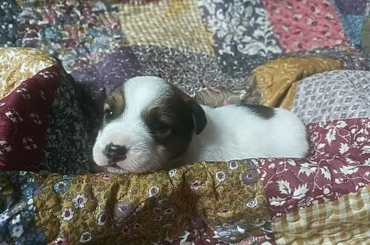 Wzorcowy gładki Jack Russell piękny exterrier ojciec FCI, Opolskie, Krapkowice
