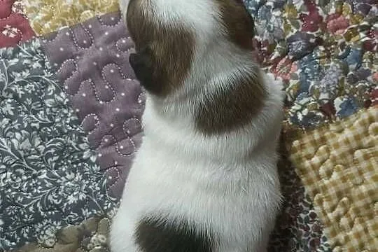 Wzorcowy gładki Jack Russell piękny exterrier ojciec FCI, Opolskie, Krapkowice