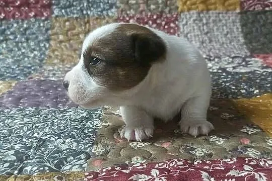 Wzorcowy gładki Jack Russell piękny exterrier ojciec FCI, Opolskie, Krapkowice