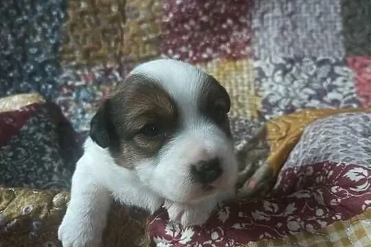 Wzorcowy gładki Jack Russell piękny exterrier ojciec FCI, Opolskie, Krapkowice