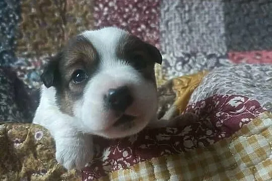 Wzorcowy gładki Jack Russell piękny exterrier ojciec FCI, Opolskie, Krapkowice