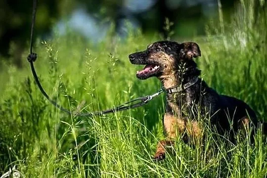 KRUKI - przyjaciel na lata, pójdzie z Tobą na koniec świata!, Mazowieckie, Warszawa