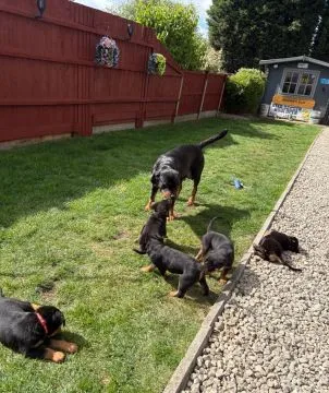 ROTTWEILER, szczeniak na sprzedaż, kontakt przez Whatsapp +48736614543, , Zonia