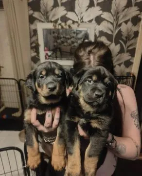 ROTTWEILER, szczeniak na sprzedaż, kontakt przez Whatsapp +48736614543, , Zonia