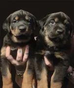 ROTTWEILER, szczeniak na sprzedaż, kontakt przez Whatsapp +48736614543