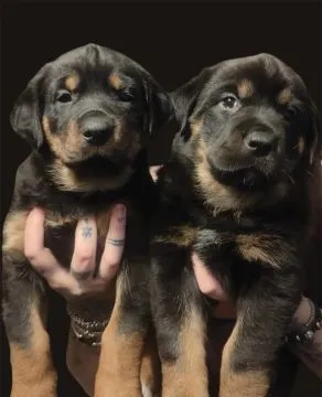 ROTTWEILER, szczeniak na sprzedaż, kontakt przez Whatsapp +48736614543
